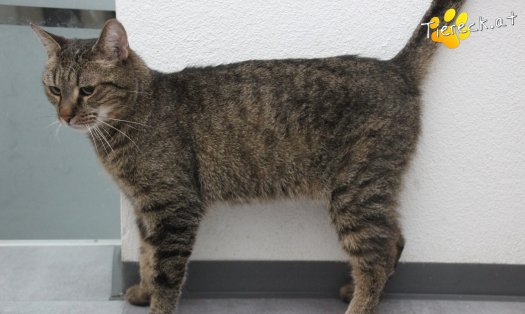 Katze Jacky (Foto by Tiereck.at - Lavanttaler Tierhilfe)