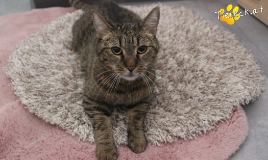 Katze Jacky (Foto by Tiereck.at - Lavanttaler Tierhilfe)