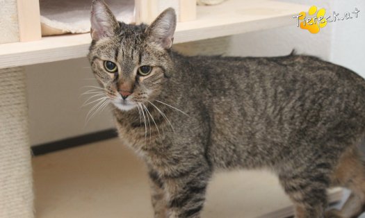 Katze Jacky (Foto by Tiereck.at - Lavanttaler Tierhilfe)
