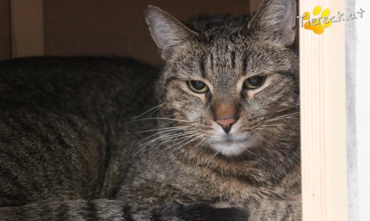 Katze Jacky (Foto by Tiereck.at - Lavanttaler Tierhilfe)