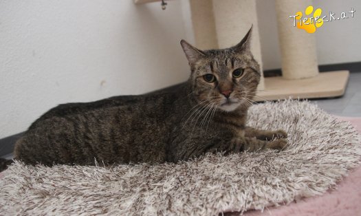 Katze Jacky (Foto by Tiereck.at - Lavanttaler Tierhilfe)