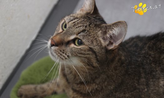 Katze Jacky (Foto by Tiereck.at - Lavanttaler Tierhilfe)