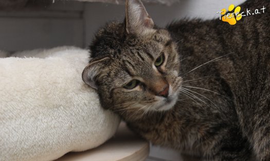 Katze Jacky (Foto by Tiereck.at - Lavanttaler Tierhilfe)