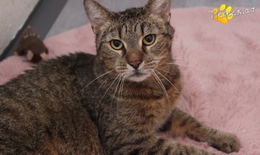 Katze Jacky (Foto by Tiereck.at - Lavanttaler Tierhilfe)