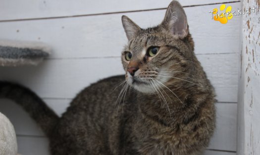 Katze Jacky (Foto by Tiereck.at - Lavanttaler Tierhilfe)