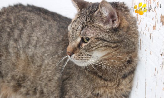 Katze Jacky (Foto by Tiereck.at - Lavanttaler Tierhilfe)