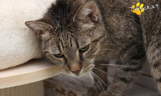 Katze Jacky (Foto by Tiereck.at - Lavanttaler Tierhilfe)