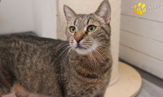 Katze Jacky (Foto by Tiereck.at - Lavanttaler Tierhilfe)