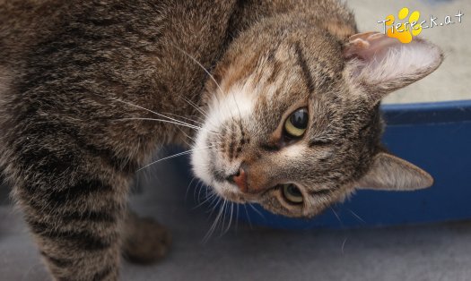 Katze Jacky (Foto by Tiereck.at - Lavanttaler Tierhilfe)