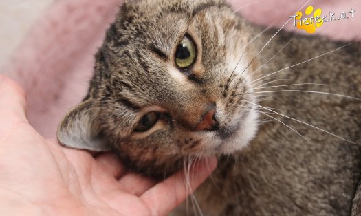 Katze Jacky (Foto by Tiereck.at - Lavanttaler Tierhilfe)