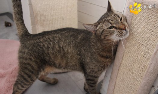 Katze Jacky (Foto by Tiereck.at - Lavanttaler Tierhilfe)