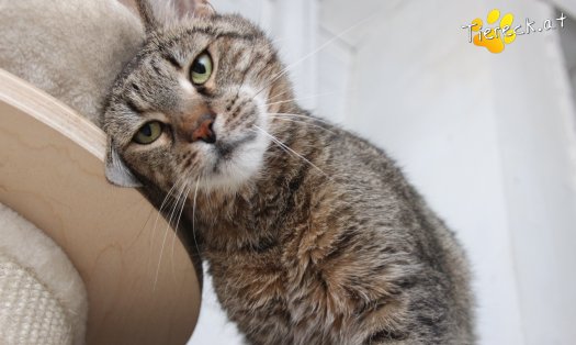 Katze Jacky (Foto by Tiereck.at - Lavanttaler Tierhilfe)