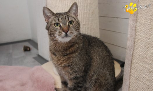 Katze Jacky (Foto by Tiereck.at - Lavanttaler Tierhilfe)