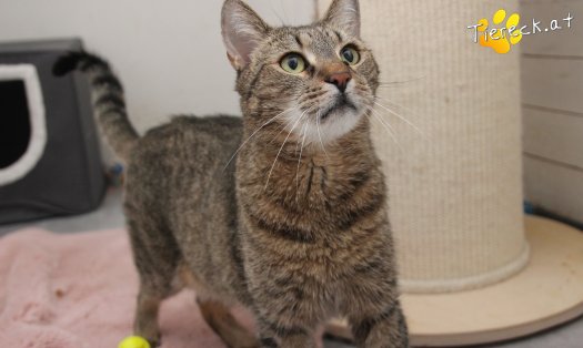 Katze Jacky (Foto by Tiereck.at - Lavanttaler Tierhilfe)