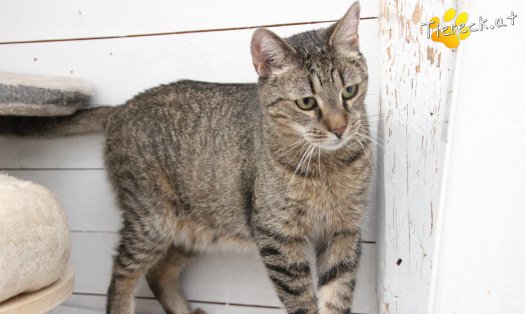 Katze Jacky (Foto by Tiereck.at - Lavanttaler Tierhilfe)