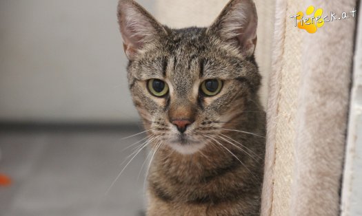 Katze Jacky (Foto by Tiereck.at - Lavanttaler Tierhilfe)