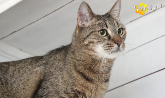 Katze Jacky (Foto by Tiereck.at - Lavanttaler Tierhilfe)