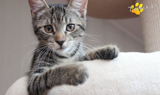 Katze Lou (Foto by Tiereck.at - Lavanttaler Tierhilfe)