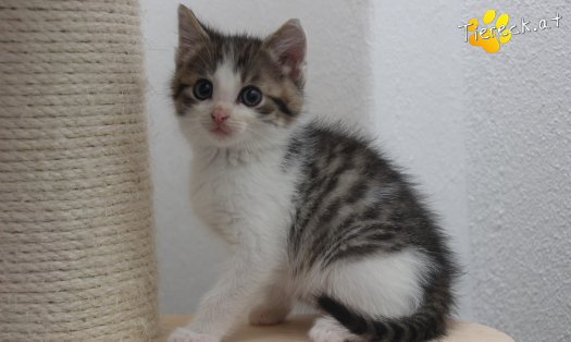 Katze Jon (Foto by Tiereck.at - Lavanttaler Tierhilfe)