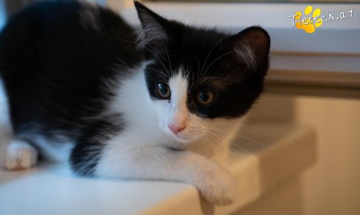Katze Poppy (Foto by Tiereck.at - Lavanttaler Tierhilfe)