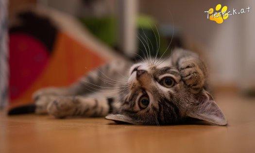 Katze Pauli (Foto by Tiereck.at - Lavanttaler Tierhilfe)
