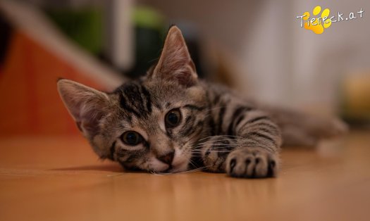 Katze Pauli (Foto by Tiereck.at - Lavanttaler Tierhilfe)
