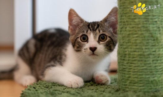 Katze Lilly (Foto by Tiereck.at - Lavanttaler Tierhilfe)