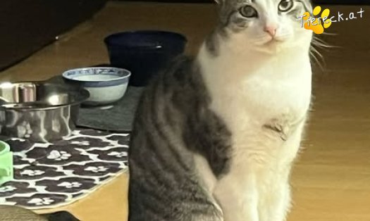 Katze Loki (Foto by Tiereck.at - Lavanttaler Tierhilfe)