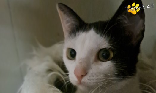 Katze Leia (Foto by Tiereck.at - Lavanttaler Tierhilfe)