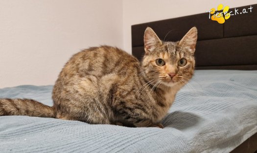 Katze Cleo (Foto by Tiereck.at - Lavanttaler Tierhilfe)