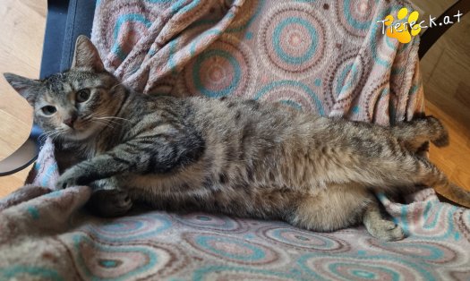 Katze Cleo (Foto by Tiereck.at - Lavanttaler Tierhilfe)