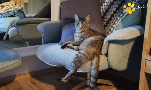 Katze Coco (Foto by Tiereck.at - Lavanttaler Tierhilfe)