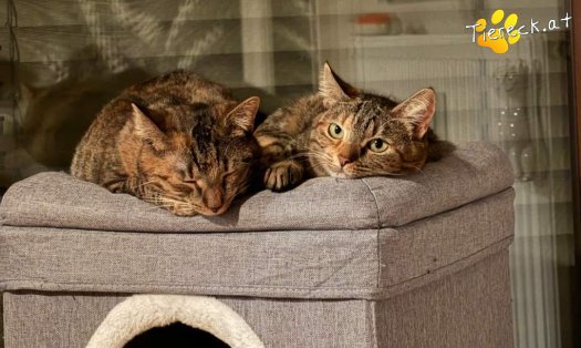 Katze Coco (Foto by Tiereck.at - Lavanttaler Tierhilfe)