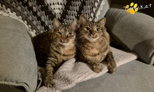 Katze Coco (Foto by Tiereck.at - Lavanttaler Tierhilfe)