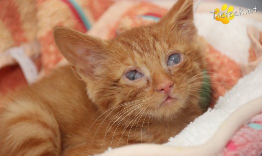 Katze Simba (Foto by Tiereck.at - Lavanttaler Tierhilfe)