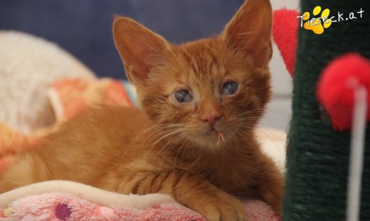 Katze Simba (Foto by Tiereck.at - Lavanttaler Tierhilfe)