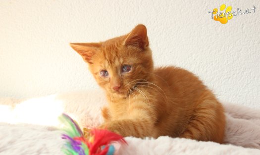 Katze Simba (Foto by Tiereck.at - Lavanttaler Tierhilfe)