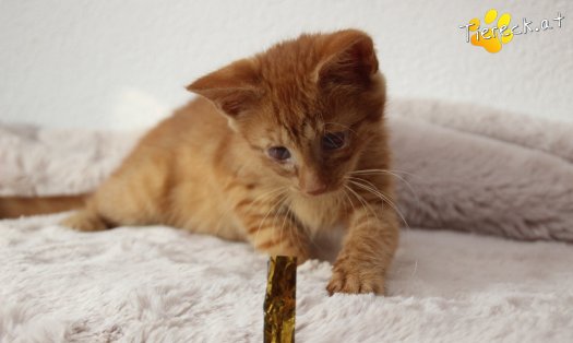 Katze Simba (Foto by Tiereck.at - Lavanttaler Tierhilfe)