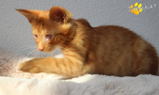 Katze Simba (Foto by Tiereck.at - Lavanttaler Tierhilfe)