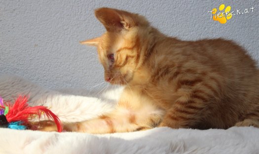 Katze Simba (Foto by Tiereck.at - Lavanttaler Tierhilfe)