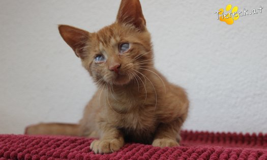 Katze Simba (Foto by Tiereck.at - Lavanttaler Tierhilfe)
