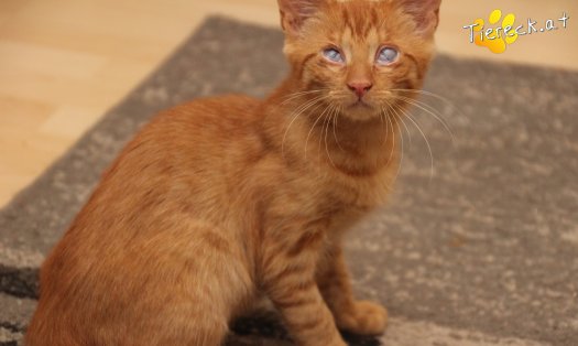 Katze Simba (Foto by Tiereck.at - Lavanttaler Tierhilfe)