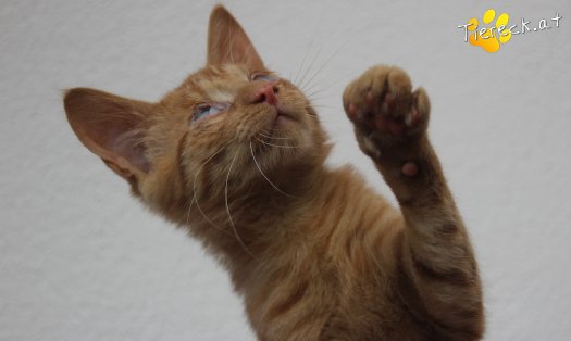 Katze Simba (Foto by Tiereck.at - Lavanttaler Tierhilfe)