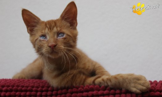 Katze Simba (Foto by Tiereck.at - Lavanttaler Tierhilfe)