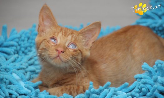 Katze Simba (Foto by Tiereck.at - Lavanttaler Tierhilfe)
