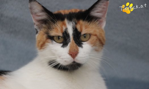Katze Moma (Foto by Tiereck.at - Lavanttaler Tierhilfe)