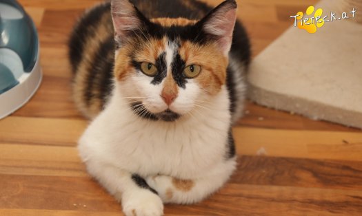 Katze Moma (Foto by Tiereck.at - Lavanttaler Tierhilfe)