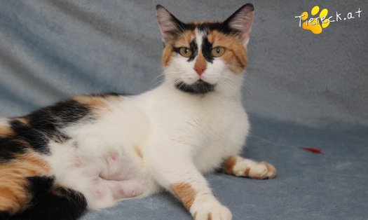 Katze Moma (Foto by Tiereck.at - Lavanttaler Tierhilfe)
