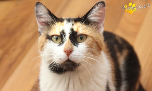 Katze Moma (Foto by Tiereck.at - Lavanttaler Tierhilfe)