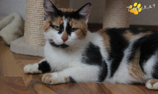 Katze Moma (Foto by Tiereck.at - Lavanttaler Tierhilfe)